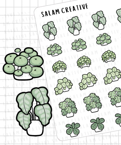 House Plants